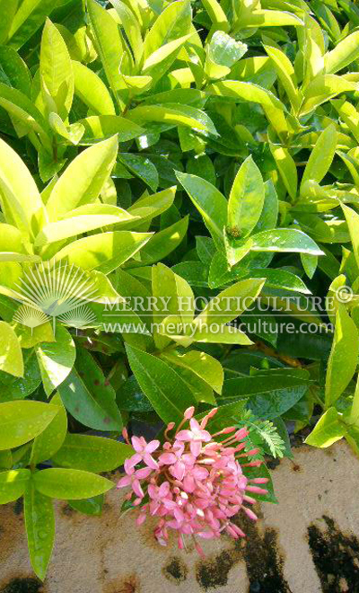 Ixora pink delight 1